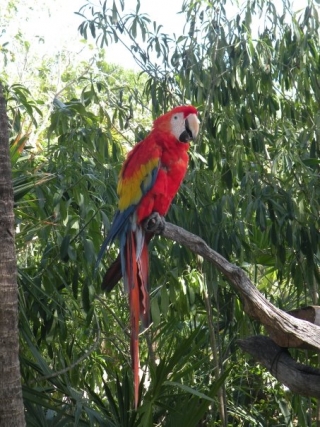 Avistamiento de aves